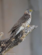 Sperber Kuckuck