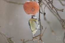 Blaumeise an einer Winterfütterung