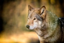The Wolf