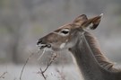 Weibliche Kuduantilope