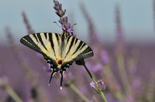 Segelfalter auf Lavendel