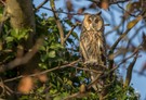 Wieder ein Saisonvogel - diesmal die Waldohreule