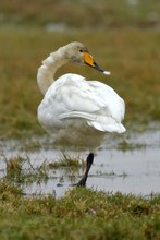 Putzpause beim leicht verdreckten Altschwan...