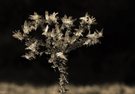 Winterliche Wunderkerze?