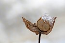 Alte Blüte mit Spinne