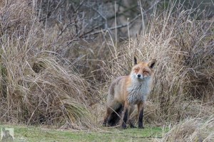 Vulpix