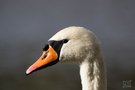 Schwan-Portrait