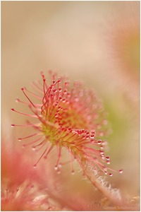 Drosera - Rundblättriger Sonnentau
