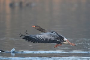 Nur eine Graugans