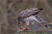 Sperber im Garten