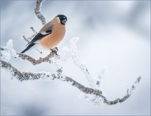 Gimpel-Dame im Schnee