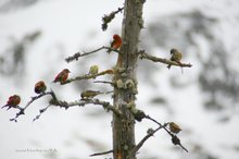 Farbiger Vogelschwarm im Gebirge