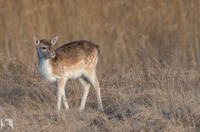 Auch Bambi wird grösser