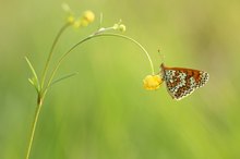 Frühlingsfrisch im Frühlingslicht