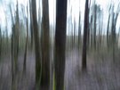 Wisch-Heide-Wald
