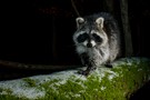 Waschbär