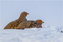 Rebhühner im Winter