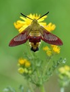 Hemaris fuciformis