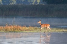 Rotwildkalb am Morgen