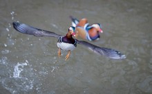 Flieg