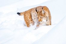 Junger Luchs beim Spielen im Schnee