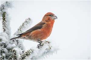 Wie ein Schneekönig...