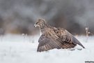 Verteidigung am Boden