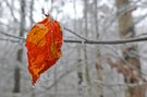 Herbstblatt im Winter
