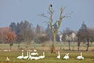 In Zeiten der Vogelgrippe...