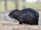 Nutria