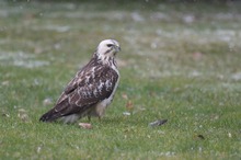 Bussard