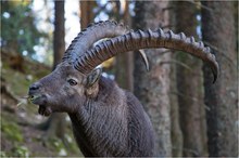 „Alpensteinbock intim?“