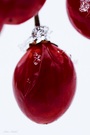 Eine alte und durch Frost gezeichnete Beere