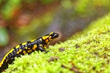 Feuersalamander (Salamandra salamandra)