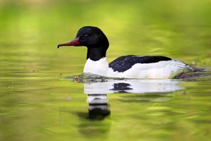 ~ Im grünen Wasser ~