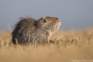 Nutria