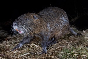 Nutria