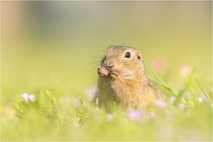 Der kleine Racker