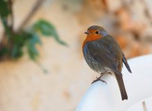 Rotkehlchen im Garten