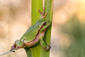 Europäische Laubfrosch Hyla arborea