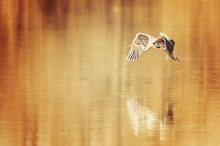 Goldenes Licht