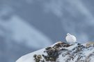 Alpenschneehuhn (Lagopus muta helvetica)