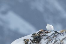 Alpenschneehuhn (Lagopus muta helvetica)