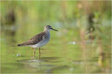 ~Bruchwasserläufer~