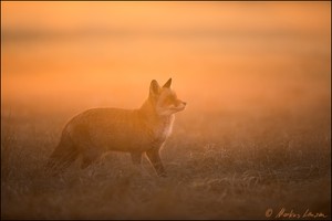 Rotfuchs auf der Pirsch im Abendnebel