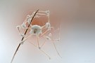 Tote Spinne