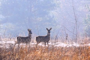 Abschied vom Winter?