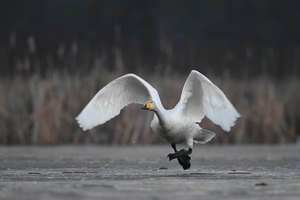 Singschwan am Start