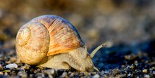 Schnecke im Sonnenaufgang