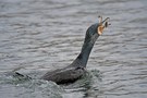 Kormoran verschlingt einen Seefrosch